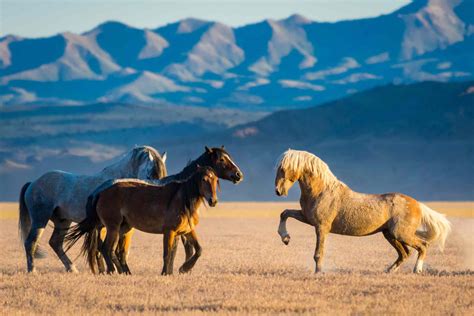 Mustang Horse Running Free