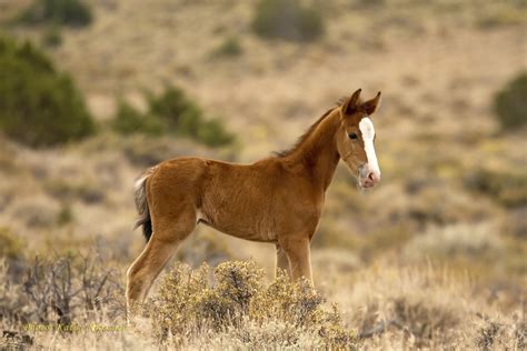 Mustang Horse Foal