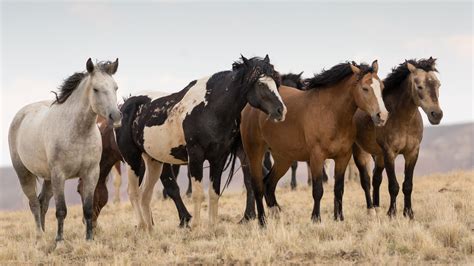 Mustang Horse Herd