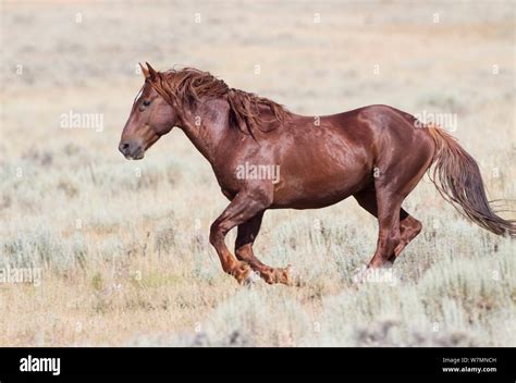 Mustang Horse Running