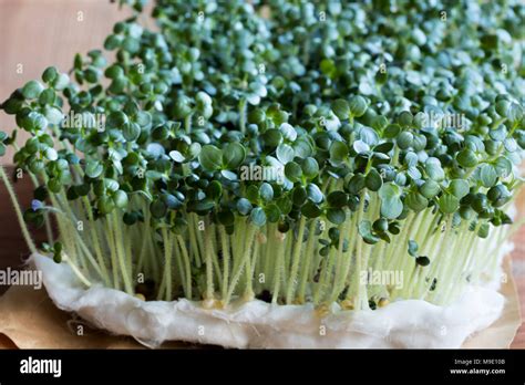 Mustard Sprouts