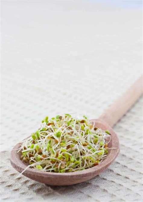 Mustard Sprouts Pesto