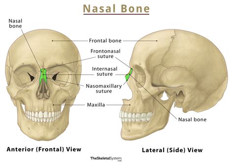 Nasal Bones Structure