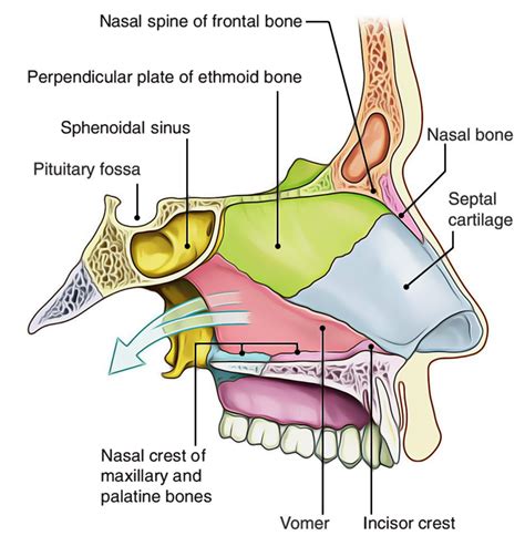 Description of Nasal Cavity