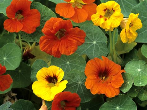 Nasturtium and Cabbage