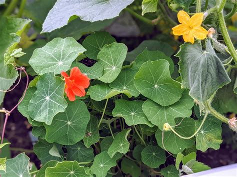 Nasturtiums and Cucumbers Companion Planting