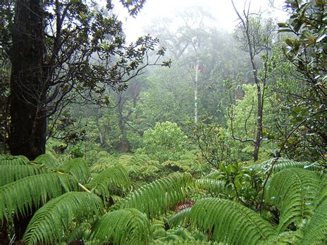 Native Hawaiian Forest