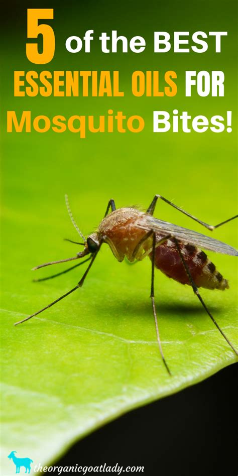 Natural Oils for Mosquito Bites