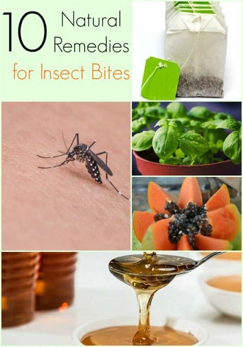 Natural Remedies for Bug Bites