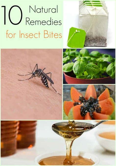 Natural Remedies for Insect Bites