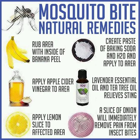 Natural Remedies for Mosquito Bites