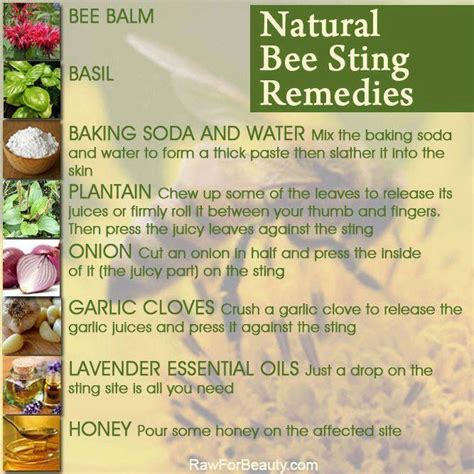 Natural remedies for treating stings