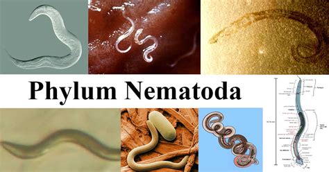 Nematode behavior