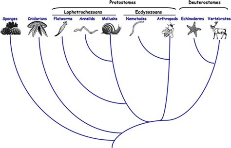 Nematode evolution