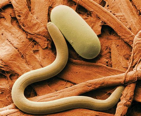 Nematode importance