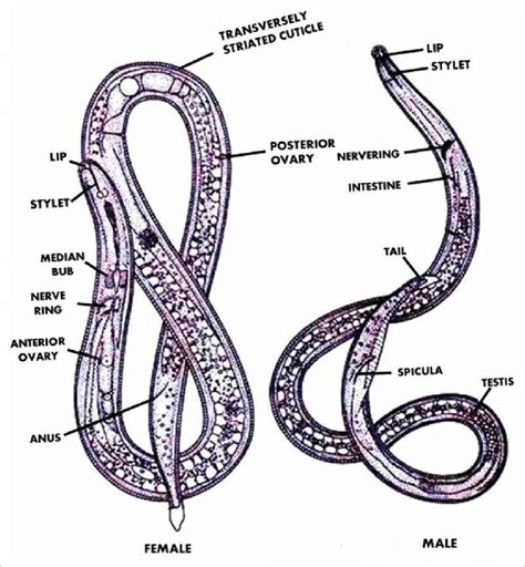 Nematode morphology