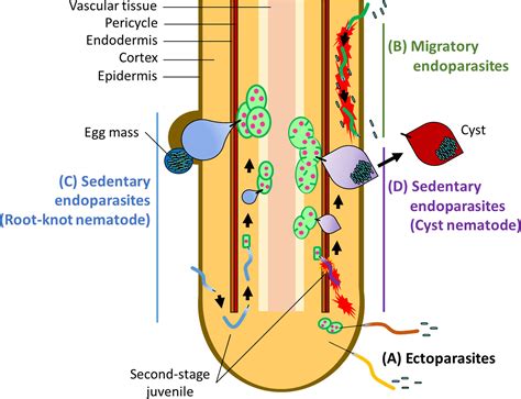 Nematode physiology