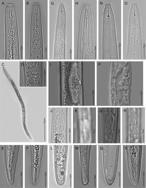 Nematode research