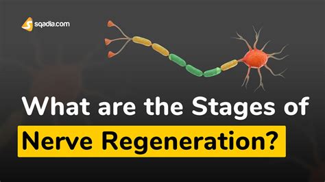 Nerve Regeneration