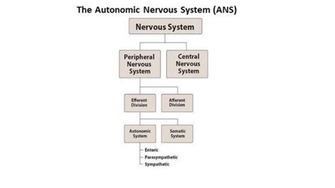 The Nervous System