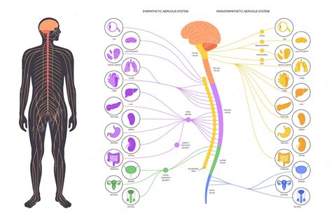 Nervous System