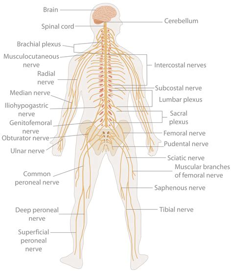 Nervous System Diagram