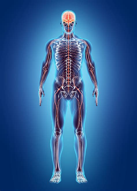 Nervous System Image