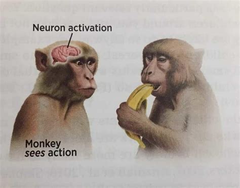 Neuron Activation Meme Template Example