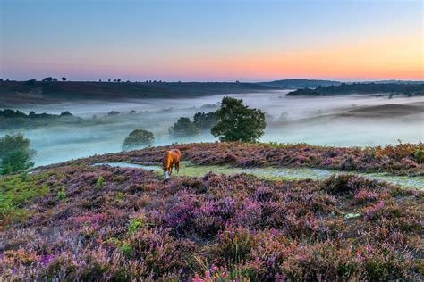 New Forest National Park