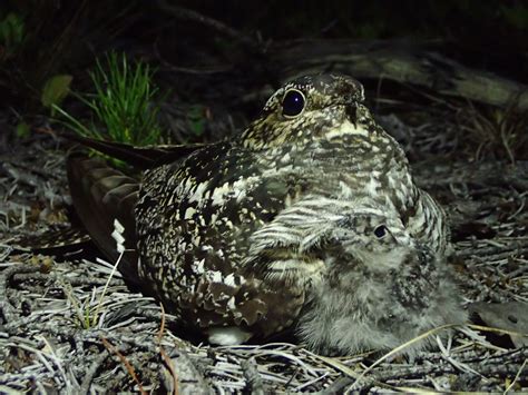 Nighthawk conservation status