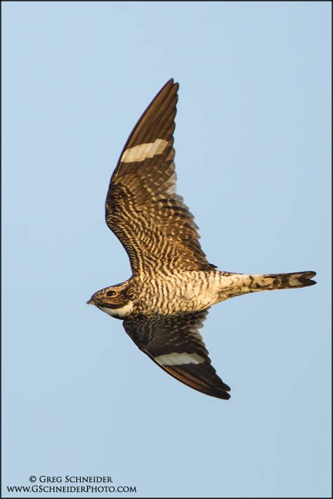 Nighthawk in flight