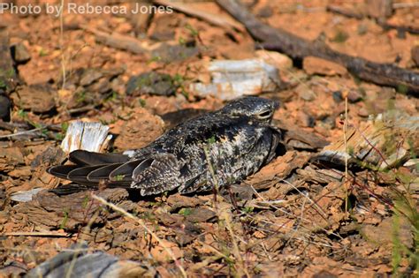 Nighthawk nest