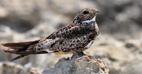 Nighthawk in flight