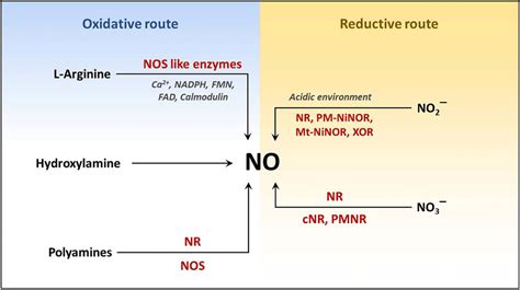 Nitric Oxide Stress Reduction