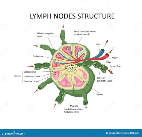 A close-up of node structure