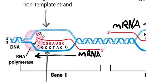 non-template strand illustration