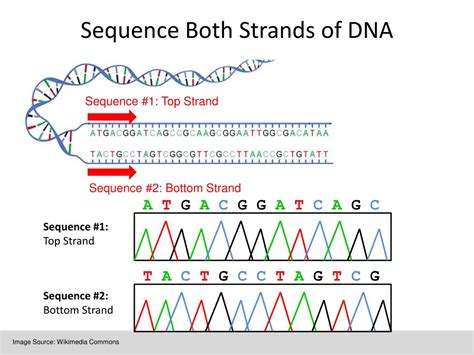 non-template strand genetic information