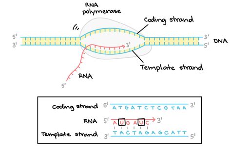 non-template strand illustration