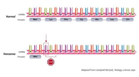 Nonsense Mutation