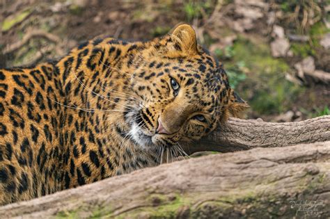 Understanding the behavior of the North China leopard