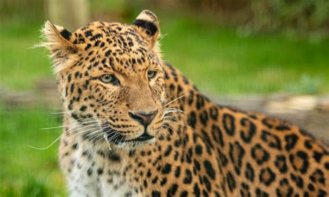 North China leopard community engagement and education