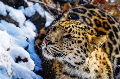 Conservation efforts for the North China leopard