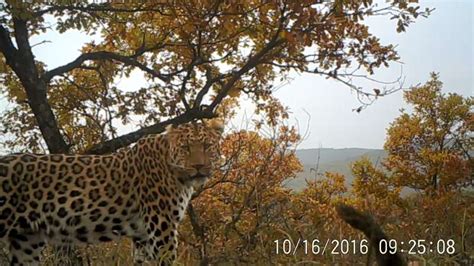 Studying the ecology of the North China leopard