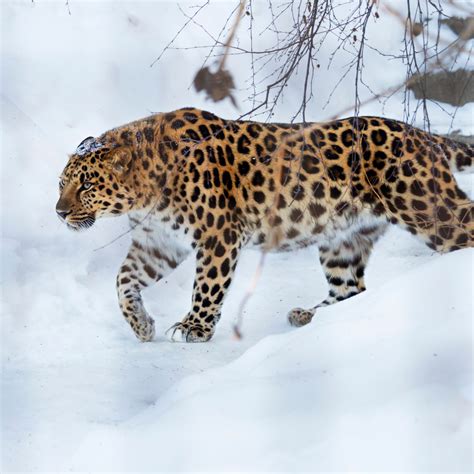 North China leopard in its natural habitat