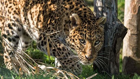 Monitoring the North China leopard population