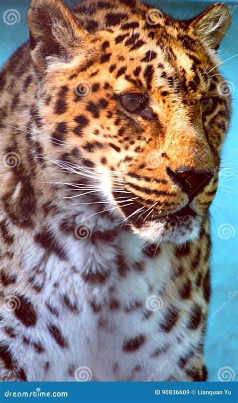 North China leopard's physical characteristics