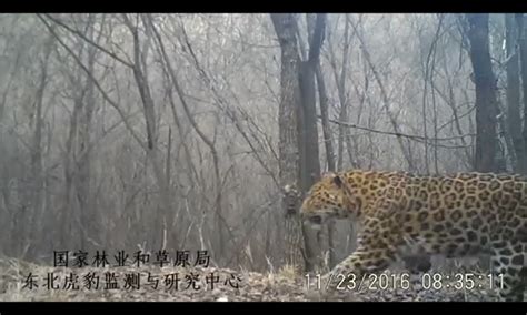 North China leopard research and monitoring