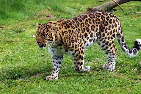 Research on the North China leopard