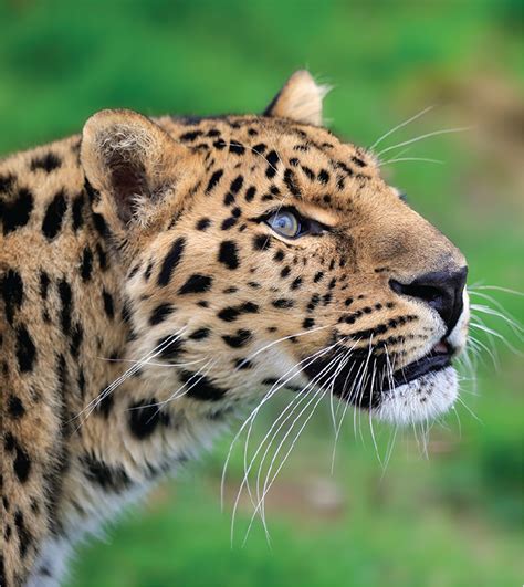 Surveying the North China leopard population