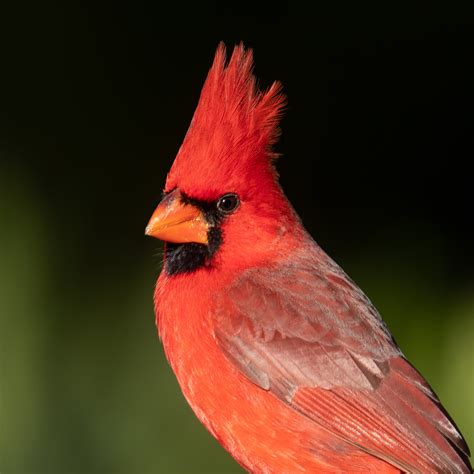 Northern Cardinal perched on a branch